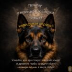 Овчарка как символ Германии: герб, честь и дисциплина