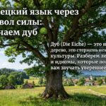 Немецкий язык через символ силы: Изучаем дуб