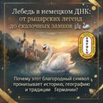 🦢✨ Почему один белый лебедь может рассказать историю Германии лучше, чем кажется?