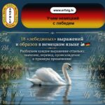 Сколько немецких слов можно выучить благодаря одному лебедю?