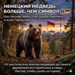 🐻Почему именно медведь стал одним из самых узнаваемых образов Берлина — и как он умудрился пройти путь от средневековой печати до разноцветных Buddy Bears?